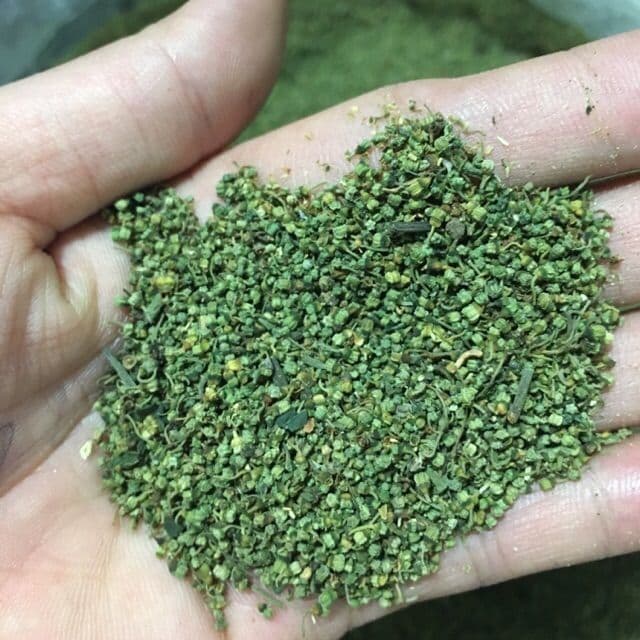 Nụ rụng tam thất